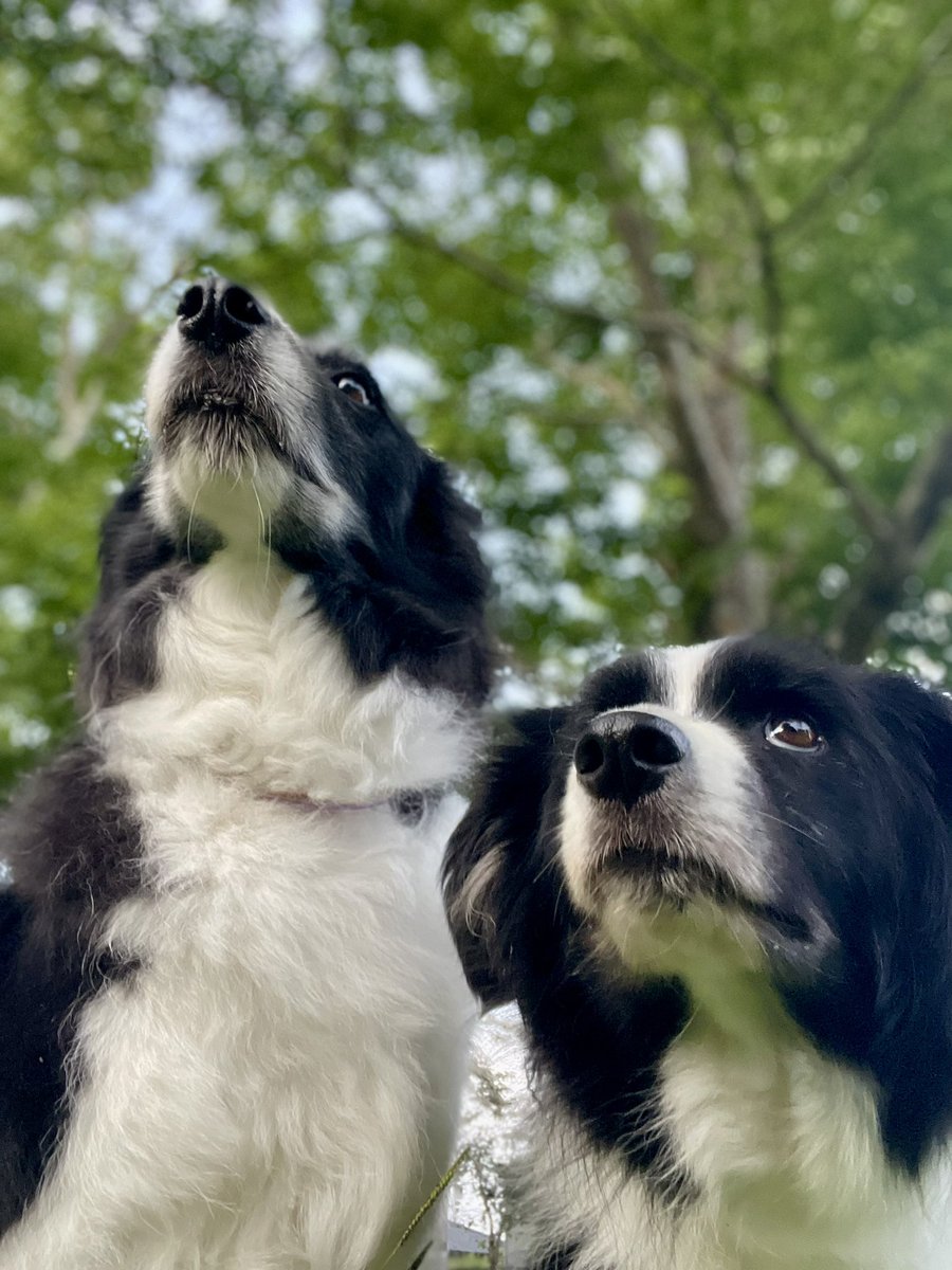 ink0Sammy's tweet photo. 朝んぽ

#ボーダーコリー  #bordercollie
#保護犬 #元保護犬 #里親になりまして #犬のいる暮らし  #多頭飼育

朝風が
気持ちいいね https://t.co/CdGmVB6Dqh