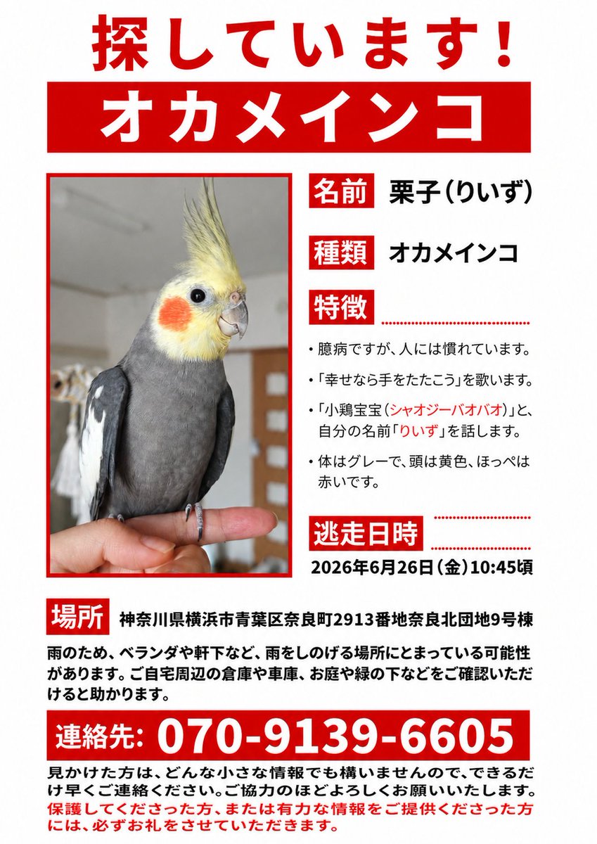 sofiapy7fkl's tweet photo. オカメインコ探しています
2026年6月26日午前10時45分頃迷子になりました。
今日は捜査3日目ですけど、臆病な子で、他人のベランダに隠れていたかもしれませんが、誰かに見つかって早く帰ってほしいです。😭
#オカメインコ #迷子インコ #迷子 #横浜市 #青葉区 #拡散希望︎ #町田 https://t.co/SY28hHWUXF