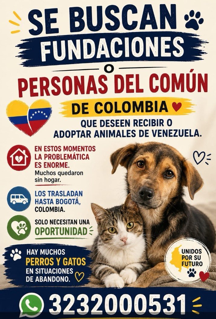 LenysADCSE's tweet photo. @AnimalesBOG @BomberosBogota @AHLLAMAS El chavismo retiene la ayuda, ellos controlan todo  
Los perritos de Venezuela necesitan veterinarios, refugios, hogares de paso, adoptantes.
Cientos de perritos y gatos están esperando a sus dueños al lado de los escombros, pero sus dueños no van a regresar. Van 1 500 muertos! https://t.co/hHZaJZr7Io