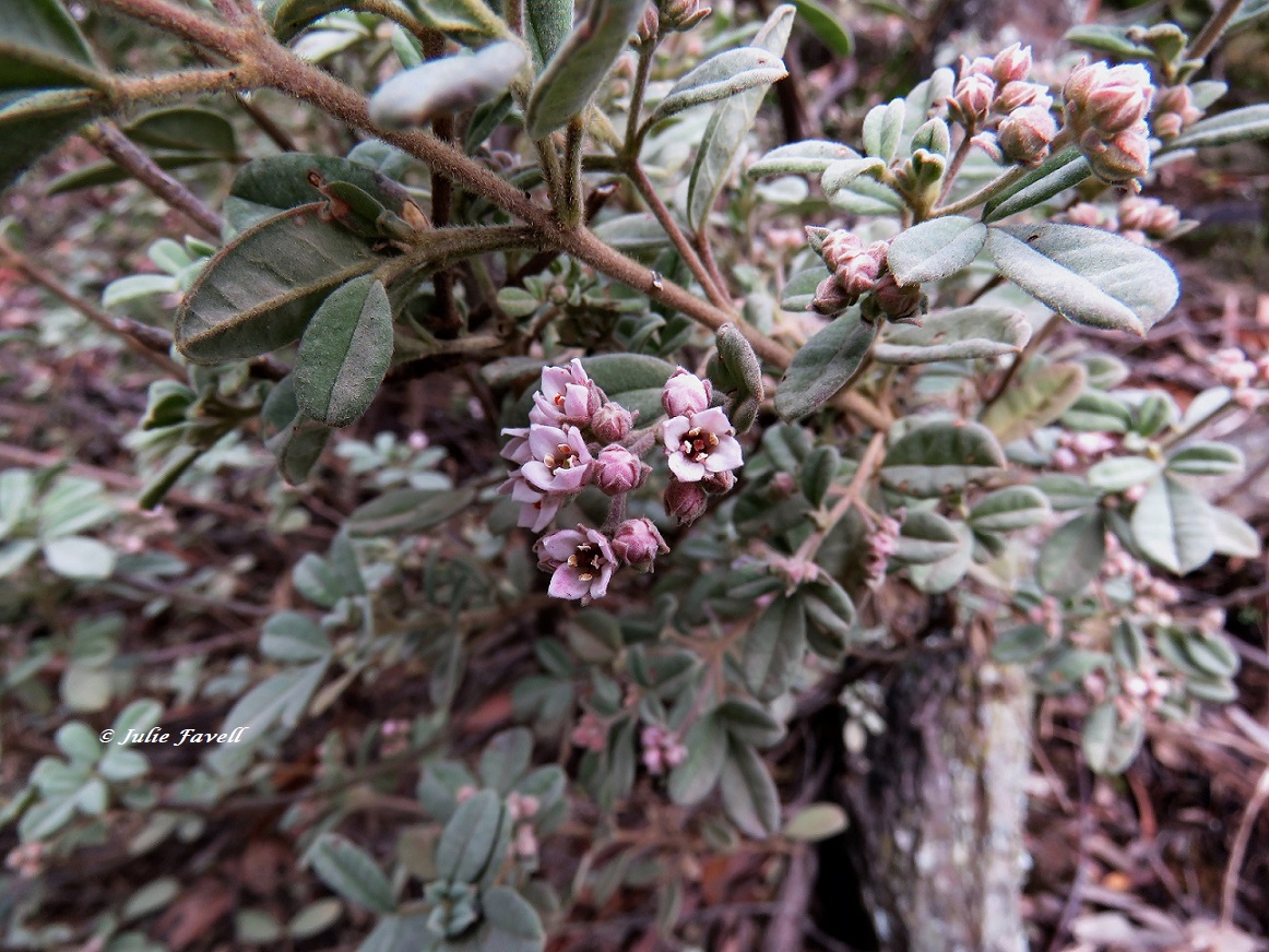 info_leg's tweet photo. Zieria cytisoides -Downy Zieria, Bushy shrub to 3 m high, Leaves elliptic or obovate,  15–40 mm L, 4–15 mm W,  upper surface dark green, lower surface grey-green. Flowers winter to spring. Mostly found in rocky outcrops https://t.co/payQUBjS2I
