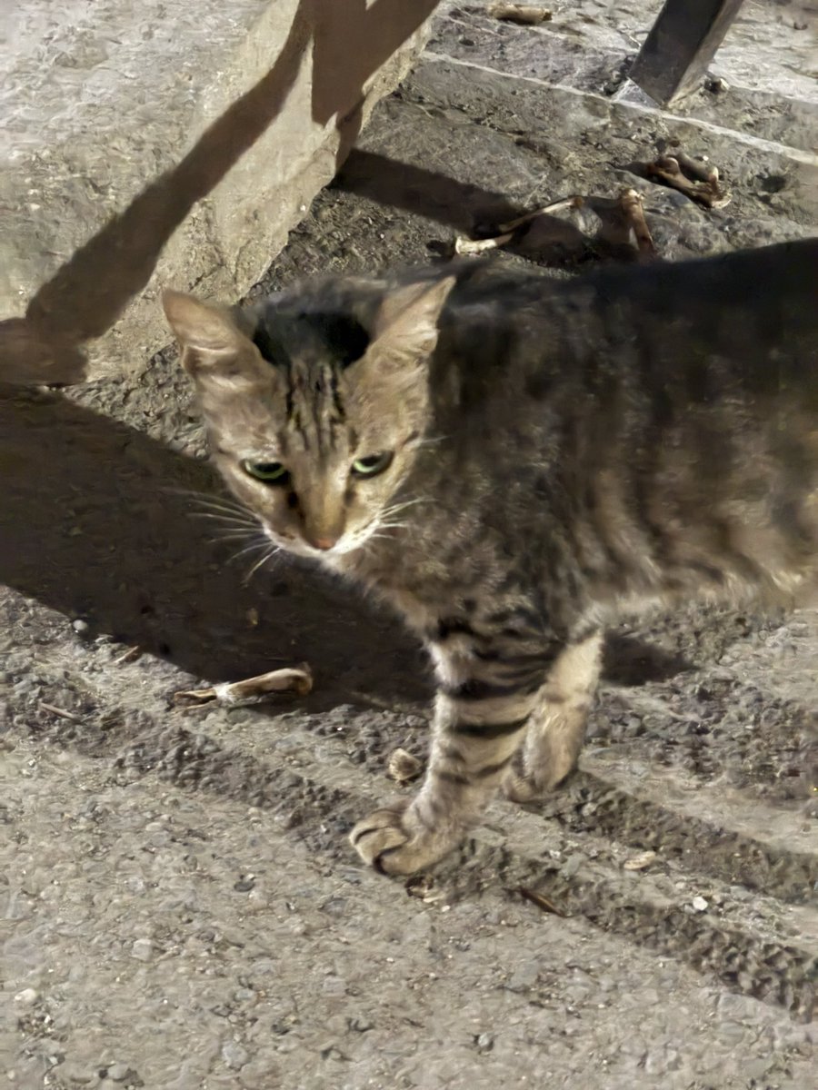 TheycaIImeZura's tweet photo. لمدة سنة و٨ شهور البسة ذي كانت دايم تمشي معي وانا رايح او جاي من المسجد ماتفارقني

للاسف اليوم نقلت من جدة وهذي اخر مرة قابلتها فاخذت الصورة ذي للذكرى😿 https://t.co/Oj0AqVUCSq