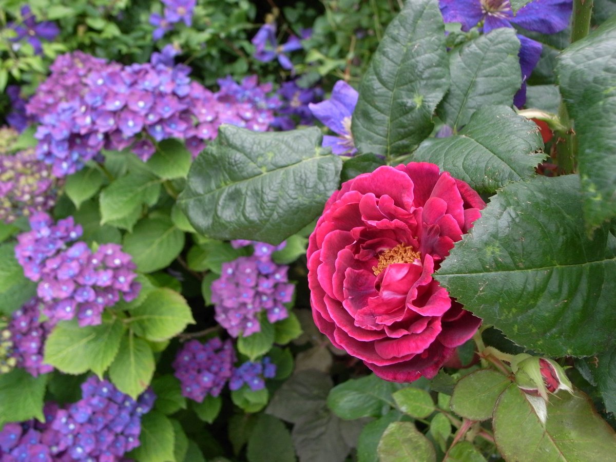 CDI881's tweet photo. 交代👋

#バラ
#薔薇
#紫陽花
#アジサイ
#横浜イングリッシュガーデン
#GRD2 https://t.co/zB7K0YZ6p2