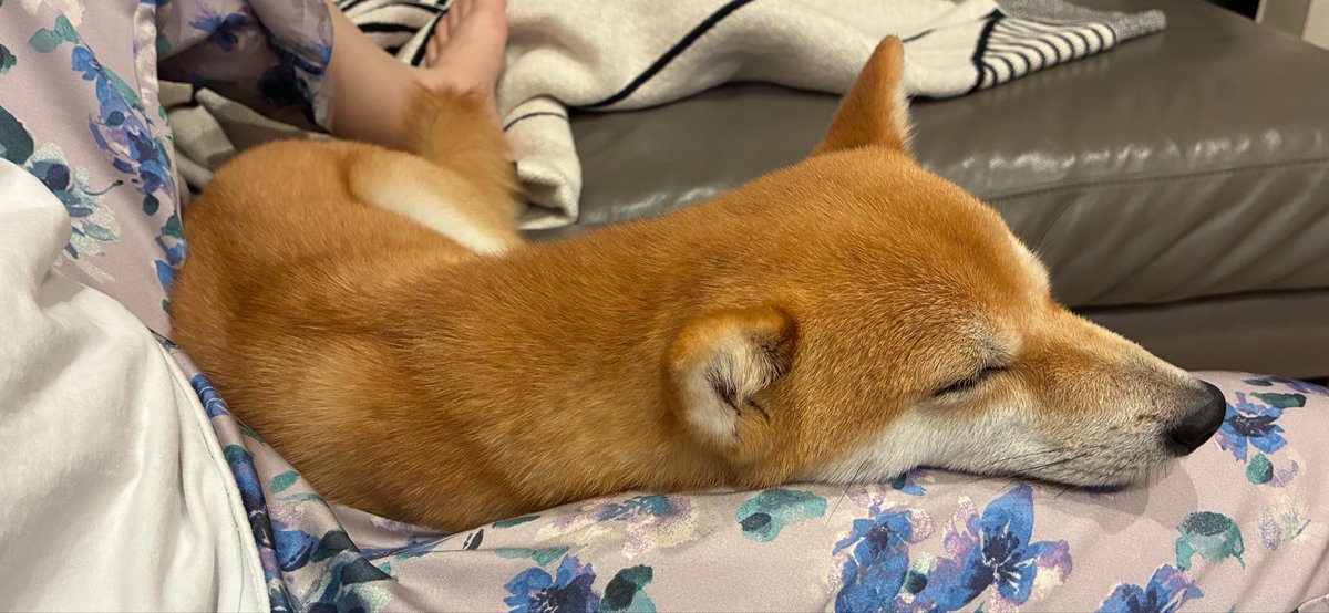 mamemamechiku's tweet photo. ソファに座ると、柴犬がいそいそと膝枕を求めて登って来るので動けなくなります https://t.co/bgDi6RmZso