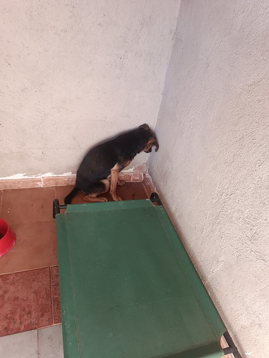 PatitasJaen's tweet photo. "Su cuerpo lleva cicatrices; su alma, heridas que aún esperan sanar."
⭕Buscamos acogida urgente cercana para tobbi, adopción en cualquier parte de España o asociación que tenga voluntarios o trabajadores la mayor parte del día.⭕ https://t.co/9UJ0d4gB29