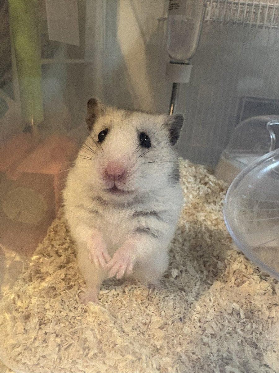 tyamham_ham's tweet photo. 朝帰ってきたらちゃむちゃんはハムランドに旅立っていました🐹🌈
2年2ヶ月でした。
ハムスターを飼ったのは初めての経験で試行錯誤しながらお世話しました。やんちゃな女の子で大変だったな〜😅でも面白い表情を見せてくれたり、行動を見せてくれたり…とても楽しい2年2ヶ月でした。 https://t.co/JlDdAf0GeM