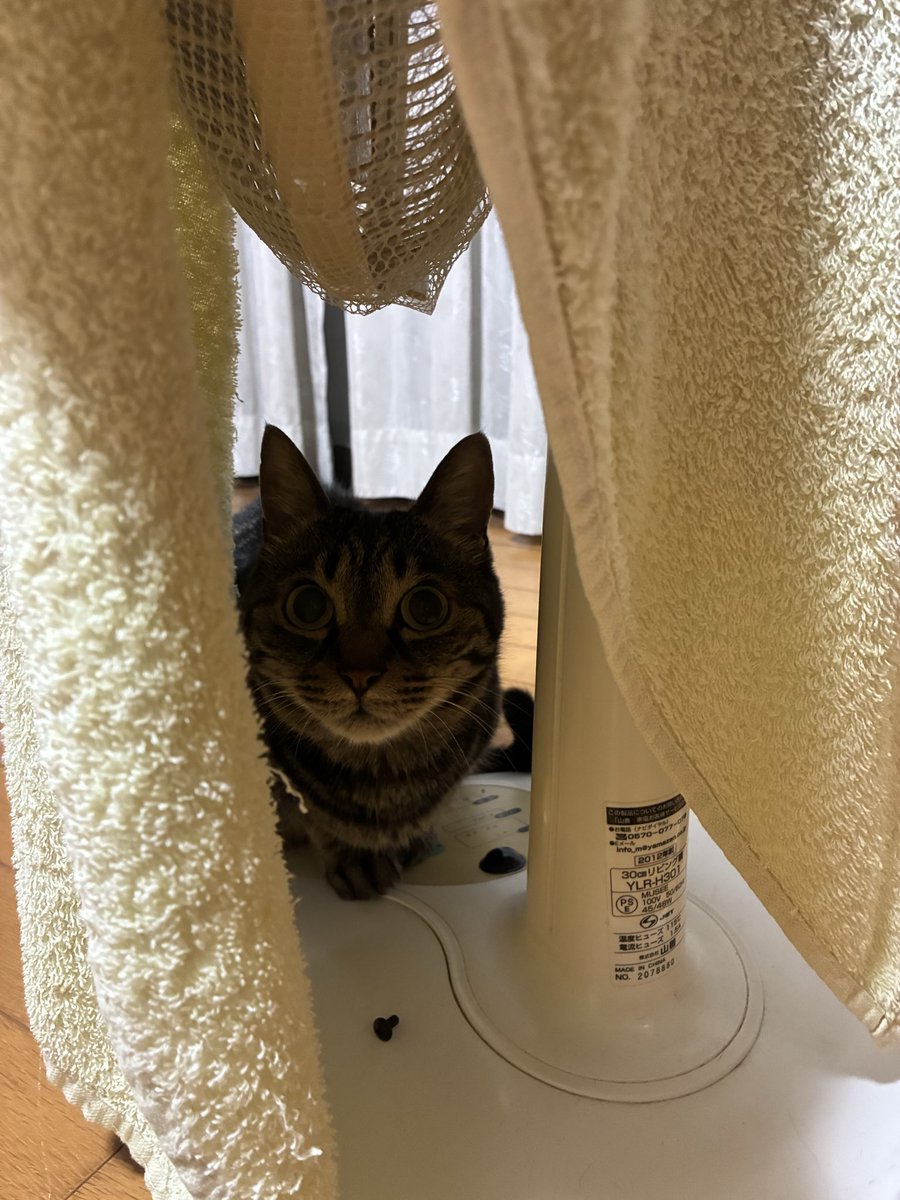 pipopipo47's tweet photo. 台風はどこに行ったかね🌀

オカアサンとかくれんぼ🐱
すぐ見つかっちゃうニャ🐱💦 https://t.co/dzNajZUaRE