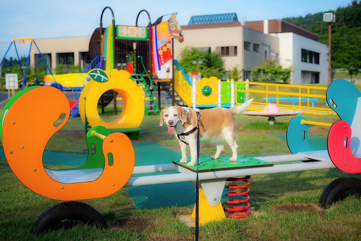 distance_box's tweet photo. 今日のきぃちゃん🌤️

今日も気持ちの良い朝です😊

#beagle
#ビーグル
#犬のいる生活 https://t.co/eWIfdK4vlo