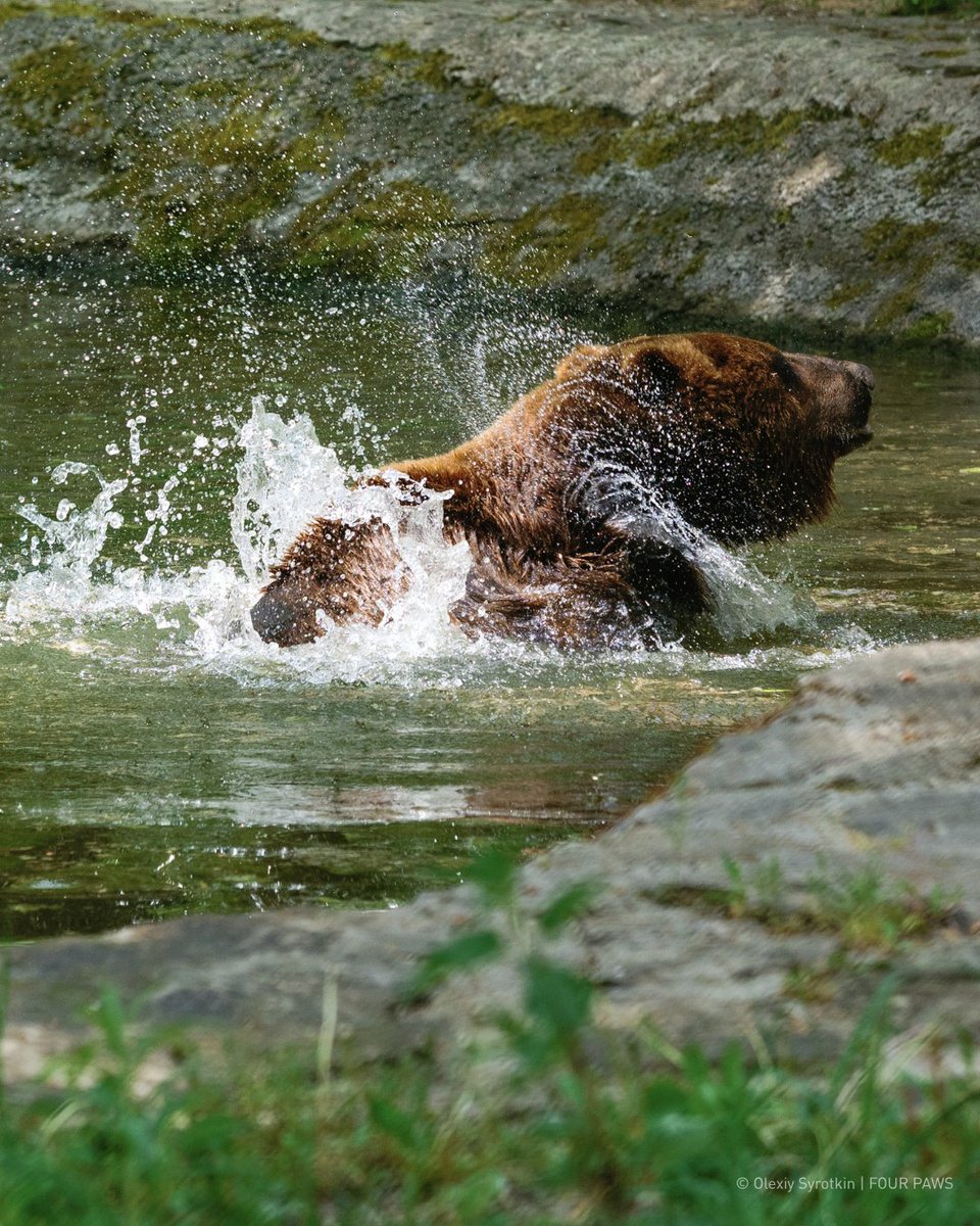 fourpawsAU's tweet photo. Potap’s weekend agenda: Destress. 🐻✨
☀️ Morning sun nap
💦 Quick swim
🎃 Snack break
🌳 Enjoy nature with friends
😴 Repeat as needed

For a rescued bear, sanctuary life means having the freedom to choose how to spend the day.

This weekend, we’re taking notes from Potap. https://t.co/ZuZZedsojm