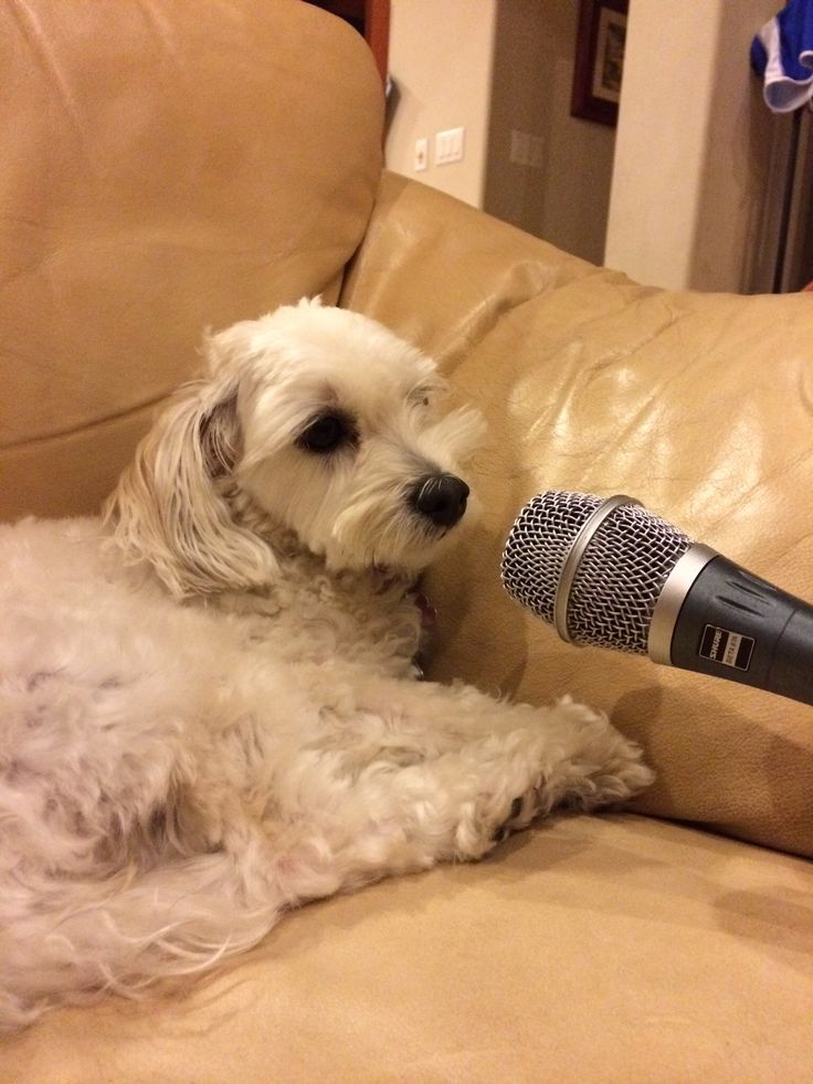 dogs4rendog's tweet photo. happy rendog https://t.co/TGPWP2fmye