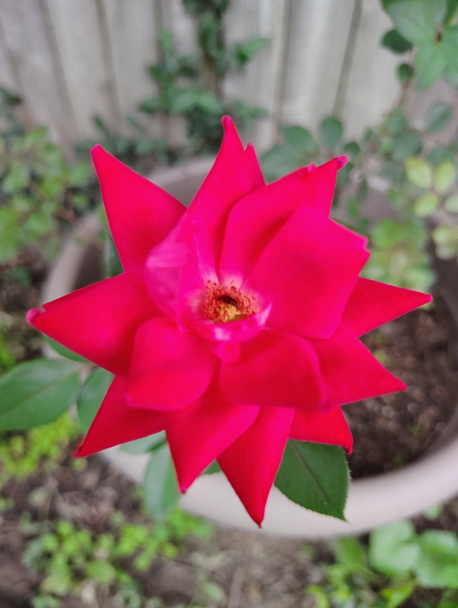 DeejHoneyDrop's tweet photo. They've opened ;) ๐๐น๐ฅฐ
#transplant #roses #rose #flowers #lovely #thankful #garden #myyard #saturdaysightings #summer2026 #gorgeous https://t.co/fhJ0hBpaQt