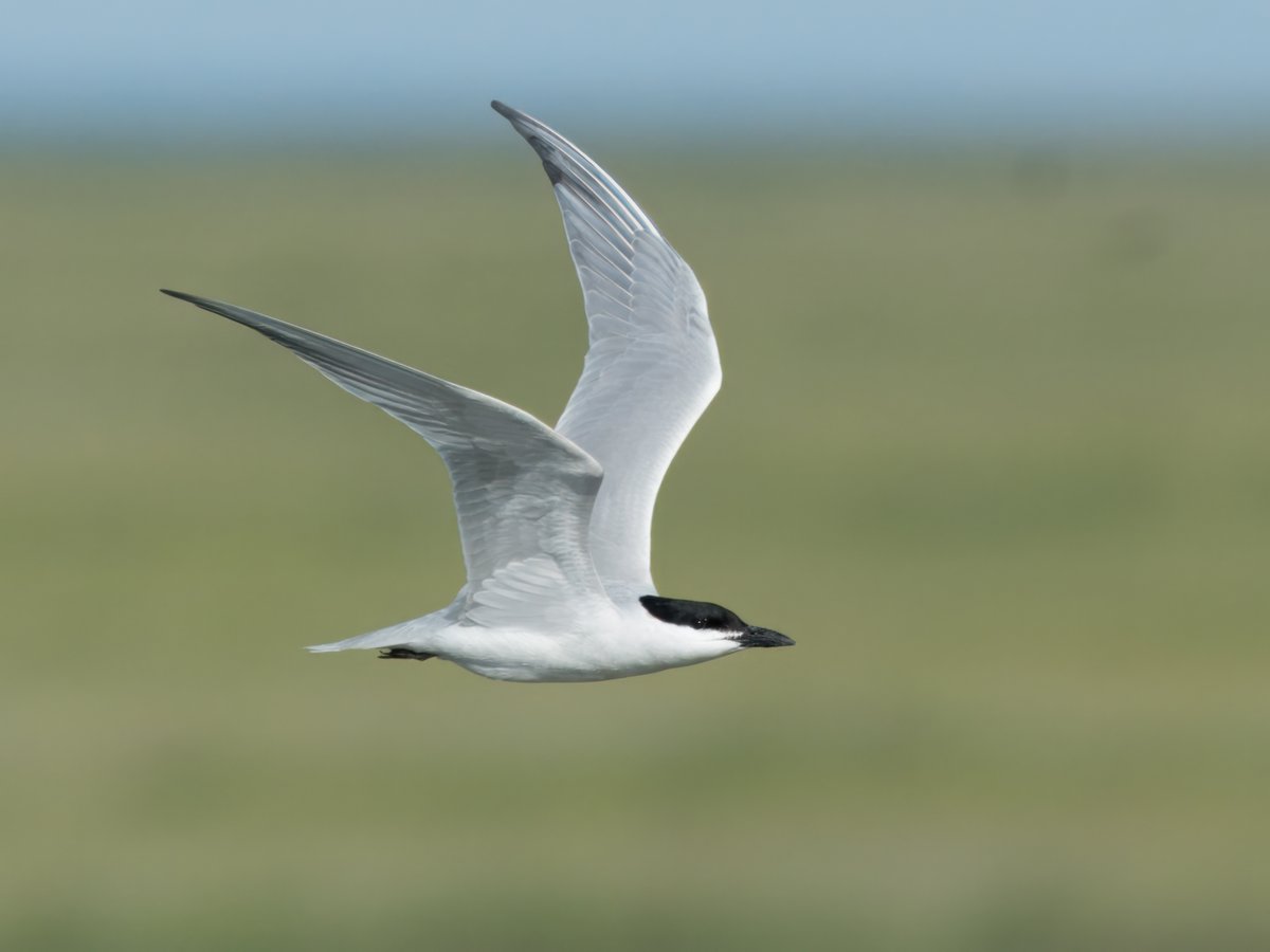 BirdsRon's tweet photo. Headed out to Edward B Forsythe Wildlife Refuge recently hoping to pic up a few straggling Spring migratory shorebirds. After scoping through several species of tern/gulls off the shoreline, I notice one, unlike the rest. Turns out it was a Gull-billed tern. Made my day for sure. https://t.co/q0goxbVOTb