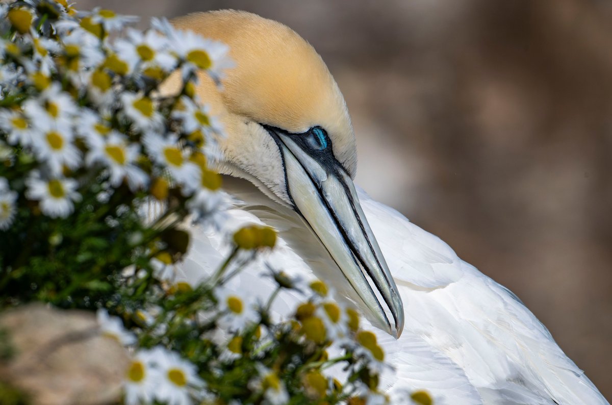 Lesliecater1's tweet photo. This Gannet was tucked into the cliff face just below where we were standing, it was having a rest and preening/cleaning it's plumage. Now and then it went to sleep, then as in the second image, it woke up and turned it's head upside down and rubbed it on it's back. Lovely to see https://t.co/bArwaqio1p