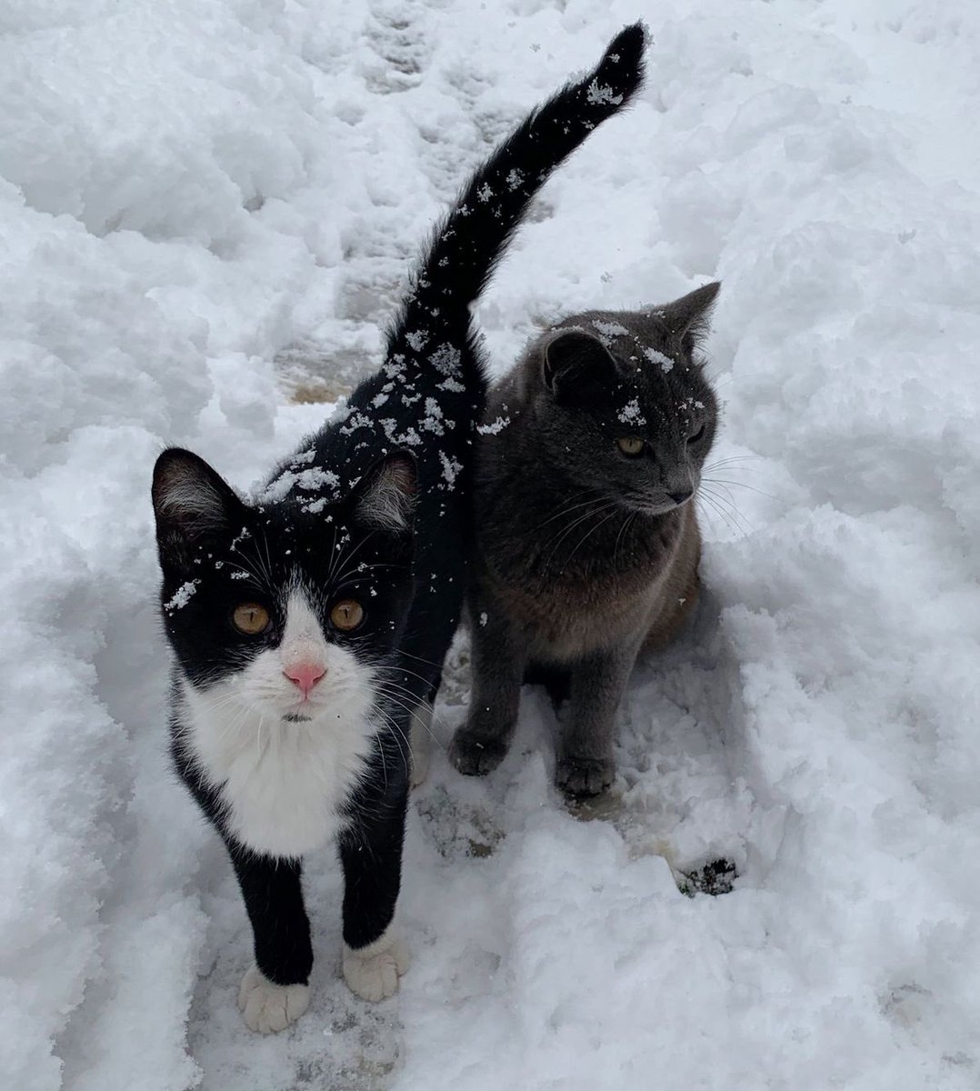 ldcatslady's tweet photo. ⛄️🎿 https://t.co/OX3EIlrPiU