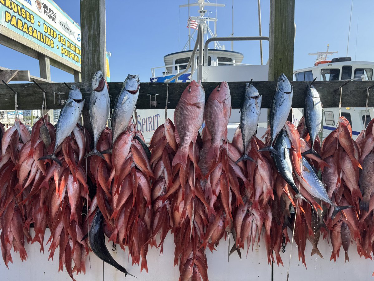 FloridaManEric's tweet photo. Found some fish!
#fishing #florida #FreshCatch #destinflorida
https://t.co/JnVQZSHtm0 https://t.co/pDw3FCtnvo