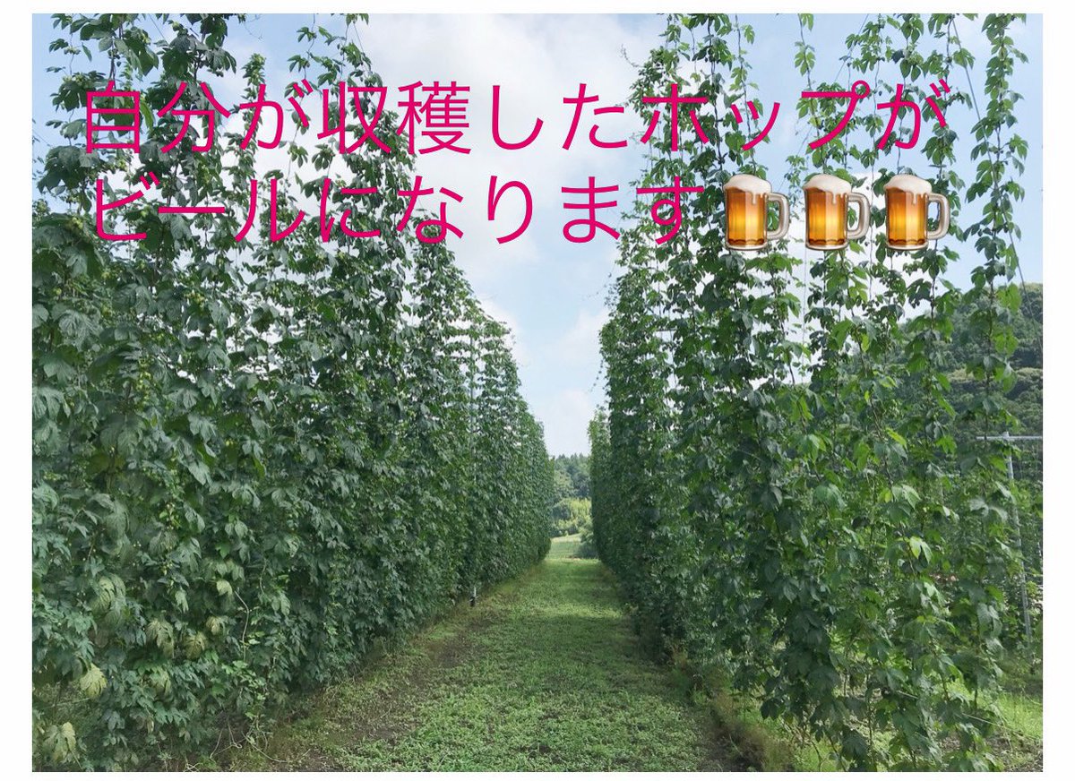 done_toy's tweet photo. 福島県田村市でホップ収穫ボランティア大募集！🍺🌱自分で摘んだホップが美味しいビールになります。大自然の中で汗を流して最高の1杯を飲みませんか？
📅日程：8/7(金)〜8/9(日)
📍場所：ホップジャパン（福島県田村市）
👇詳細はこちら
https://t.co/qTVQkzYFpd https://t.co/tjiZZGOy1j