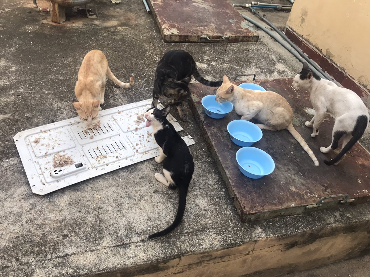 ManadaMiaucito's tweet photo. Ya la pandilla de Ciudad Ojeda comió. Solo faltó uno (Royal) y ya le aparté su racion. Tampoco estaban las callejeritas K-Tira y una tabby gris que recien conozco y no le he puesto nombre.

Ahi tengo la pintura para pintar esas tapas jajajaja pronto lo haré https://t.co/o9gU7mIdW1