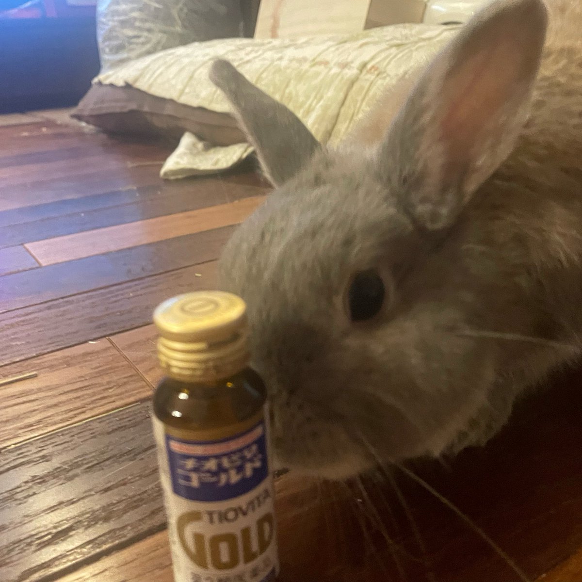 mysweetusagi's tweet photo. かいぬし、風邪ひきました🤧

🐰＜これ飲んで早よ寝れ https://t.co/svt8HRTWJI