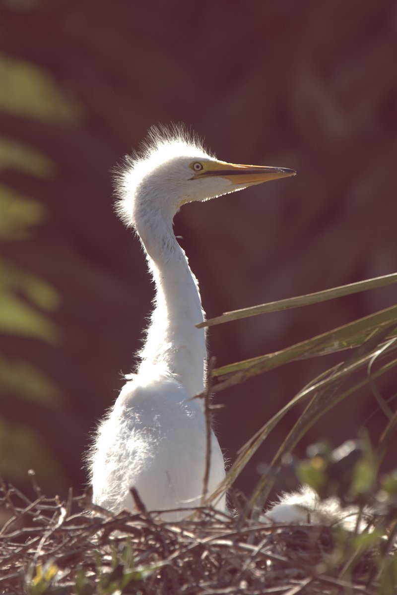 samuellanius's tweet photo. @kirola_hemant Great Egret chick. St. Augustine, Florida. USA. https://t.co/nVmd57JGJt