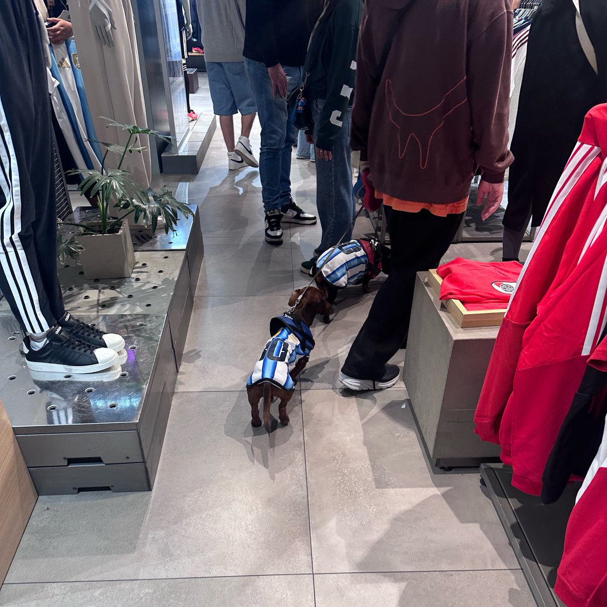 danicoccorullo's tweet photo. Ustedes realmente no saben la felicidad que me genera cruzarme perritos con la camiseta de Argentina https://t.co/0EoYOxcOks