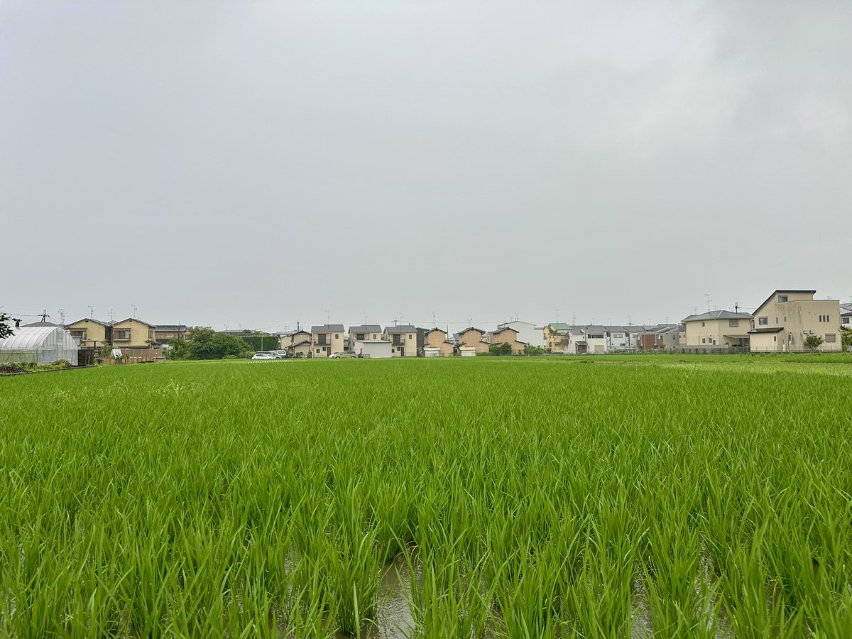 netamohe's tweet photo. 室内トレーニング完了
21℃。今日も雨です ☔️
画像は今朝の空。灰色の雲が水平線から手前まですべてを覆っていて、遠近感がない感じ。水田の苗は鮮やかな緑で映えてます 🌾
リズム天国の体験版をやりました。やはり楽しい。ベースを習っているぶん、過去作より楽しめている気がします 🎵 https://t.co/hXpEMrKQID