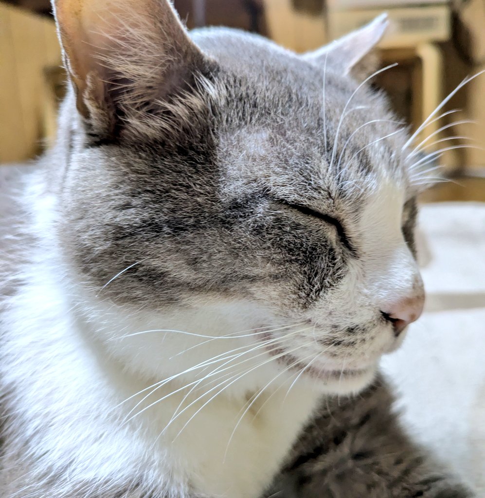 KTR_KOUch's tweet photo. おはコウです🫡

背中ナデナデしながらハンサム君の横顔を一枚😼
…ちょっと鼻の頭汚れちゃってる💦 https://t.co/7GxvhRdRs0