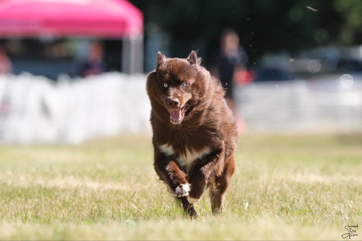 ChocoHIHusky's tweet photo. 2026 Fast CAT World Cup

#chocolatehusky #fastcat #worldcup #seattleworldcup #lumenfield https://t.co/dRHwfHKIHD