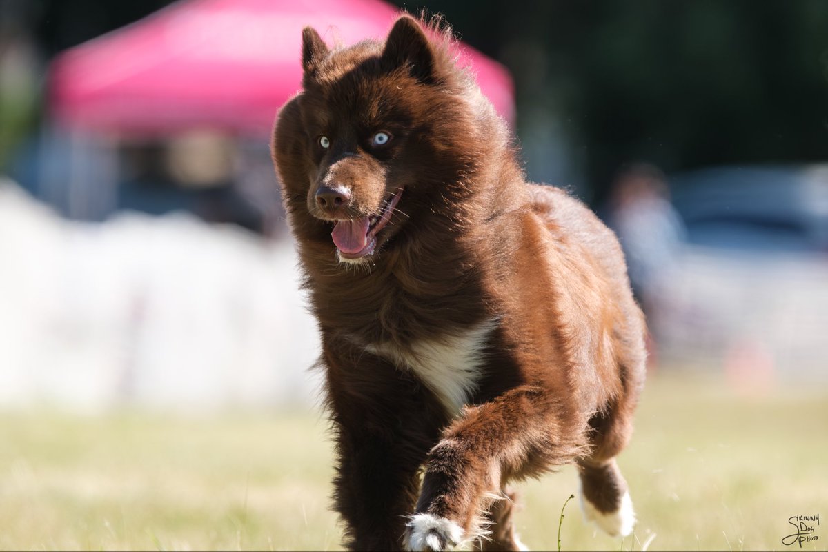 SithLordPepa's tweet photo. 2026 Fast CAT World Cup
#chocolatehusky #fastcat #worldcup #seattleworldcup #lumenfield https://t.co/xq94v64Bmi