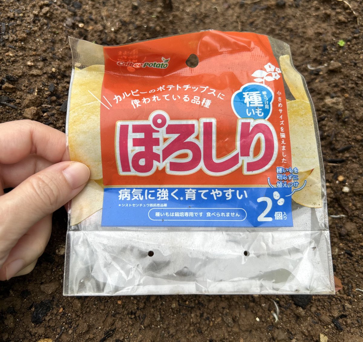 fun_doshi2104yo's tweet photo. 初めて、自分でじゃがいもを育てた

庭で2株

種芋を植えて、3か月放置しておいただけ

収穫時は、本当に芋ができてるのかわからなくて、土を少しずつ手で掘っていった

芋の肌が見えた時はうれしかった

株を引っこ抜けば結果は早そうだけど、それはしたくなかった

#ぽろしり https://t.co/7ffne1lYCe