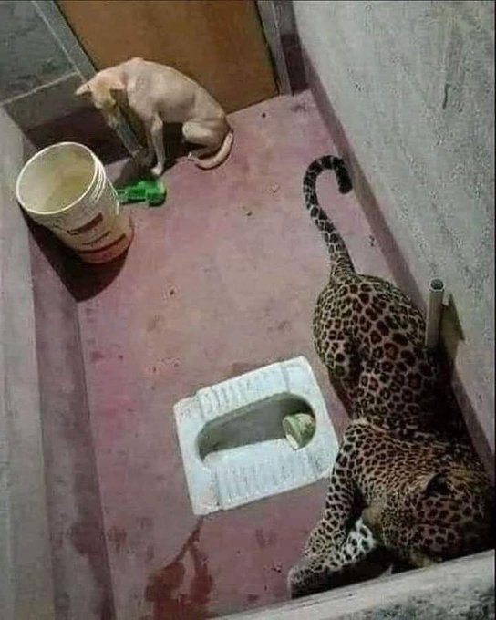 GustavoAdolf_'s tweet photo. Cuando se pierde la libertad...
Esto ocurrió en el santuario de Kombaru en Karnataka, India🇮🇳. El leopardo perseguía al perro, el perro entró al baño por una ventana, el baño estaba cerrado desde el exterior.  El leopardo entró detrás del perro y ambos quedaron atrapados en el inodoro; cuando el perro vio al leopardo, entró en pánico y se acurrucó en un rincón. Ni siquiera se atrevió a ladrar. Aunque el leopardo tenía hambre y perseguía al perro, no se lo  comió. Podría haber cenado atacando al perro, pero los dos animales estuvieron juntos en diferentes rincones durante casi doce horas. Durante estas doce horas. El departamento forestal se concentró en el leopardo y lo capturó con un dardo tranquilizante. ¿Por qué el leopardo no atacó al perro? 
Según los investigadores de vida silvestre, los animales salvajes son muy sensibles a su libertad. Tan pronto como se dan cuenta de que les han arrebatado su libertad, pueden sentir un profundo dolor, tanto que pueden olvidar su hambre. Su motivación natural para alimentar el estómago comienza a desvanecerse. La libertad y la felicidad están conectadas. 
Libertad para pensar, actuar y vivir de la manera que deseemos.