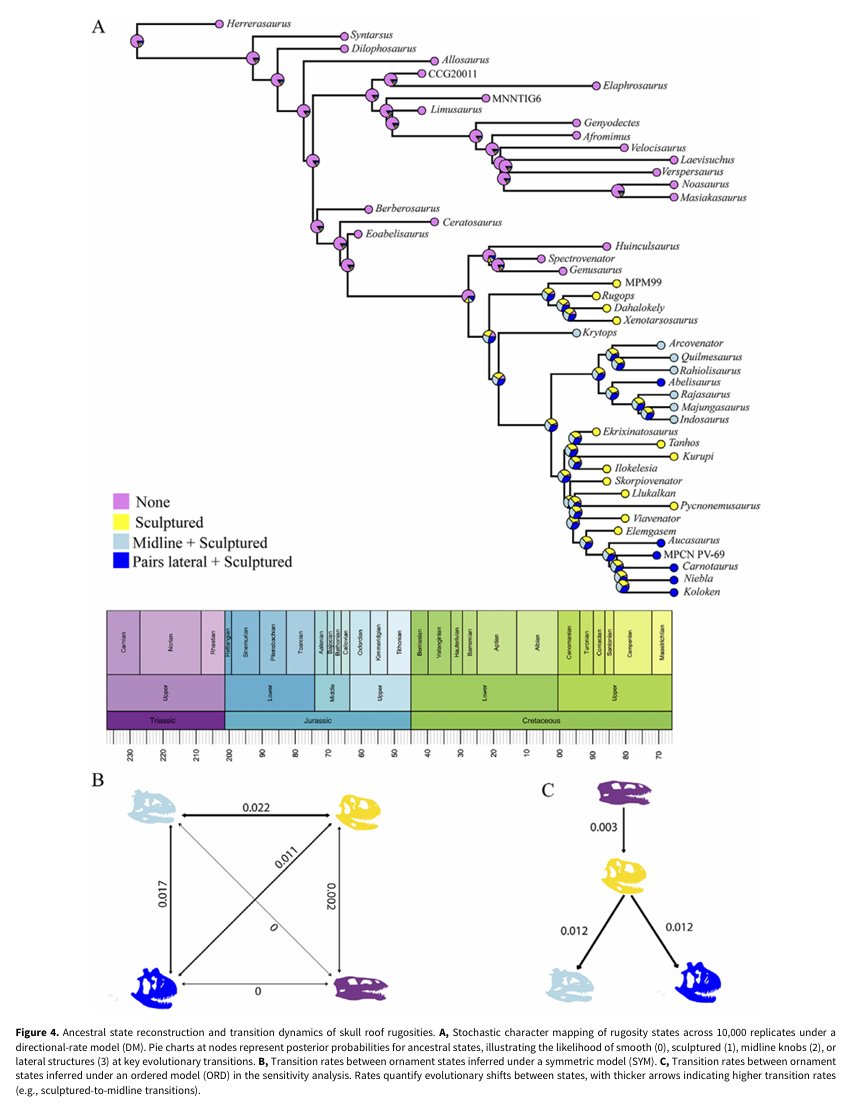 AndrejSpiridon4's tweet photo. Interesting paper on Abelisaurid ornamentation:
"...ordered evolutionary patterns in cranial ornamentation that are more consistent with expectations of sexual selection than with the stochastic patterns predicted under the species recognition hypothesis."
https://t.co/WAEr5cjScO https://t.co/DCksz1TuQf