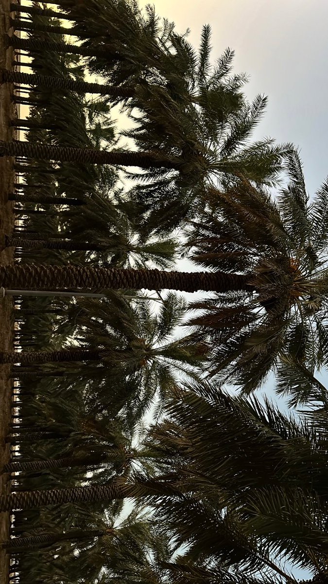 yy_yyun's tweet photo. 🌴 https://t.co/8abe85eZJC