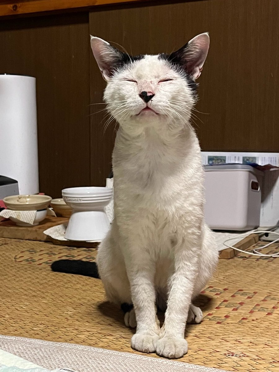 cocoro195's tweet photo. 【猫を探しています】
＃熊本県八代郡氷川町
＃迷子猫
＃迷い猫
福ちゃんが居なくなって4ヶ月。　
最近雨ばかりで、元気に過ごして居てくれたらと願うばかりです。
チラシから連絡をいただく事が多いので、引き続きポスティング頑張ります。
今日もこれから行って来ます。
福ちゃんに会えますように。 https://t.co/GBv8w6UwVC