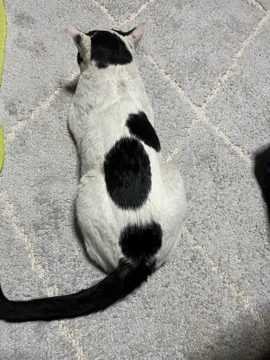 cocoro195's tweet photo. 【猫を探しています】
＃熊本県八代郡氷川町
＃迷子猫
＃迷い猫
福ちゃんが居なくなって4ヶ月。　
最近雨ばかりで、元気に過ごして居てくれたらと願うばかりです。
チラシから連絡をいただく事が多いので、引き続きポスティング頑張ります。
今日もこれから行って来ます。
福ちゃんに会えますように。 https://t.co/GBv8w6UwVC