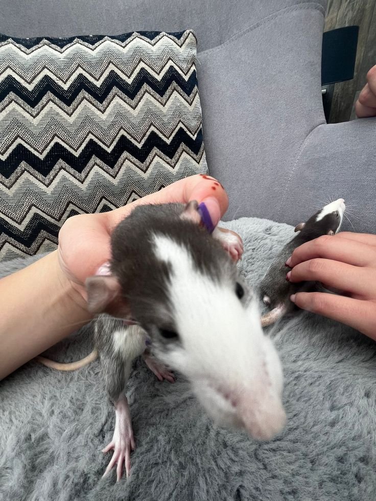 Rat tweet media
