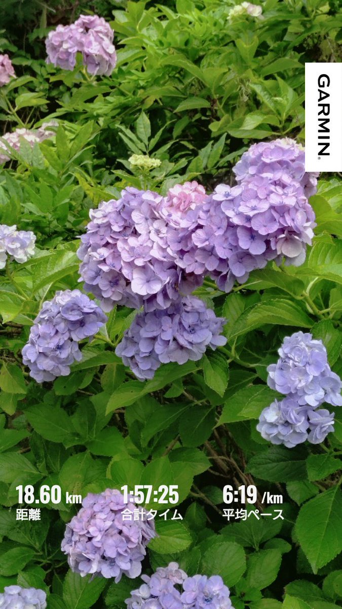 tonatomi's tweet photo. 大雨が去って、紫陽花もそろそろ終盤です。
もう少し前線は残りそうですが、猛暑は今のところ息を潜めているので、もうしばらく、爽やかな朝ランを楽しませてほしいですね。

#今日は久しぶりの完全オフ
#家の周りを片付けます https://t.co/LMtoByioHA