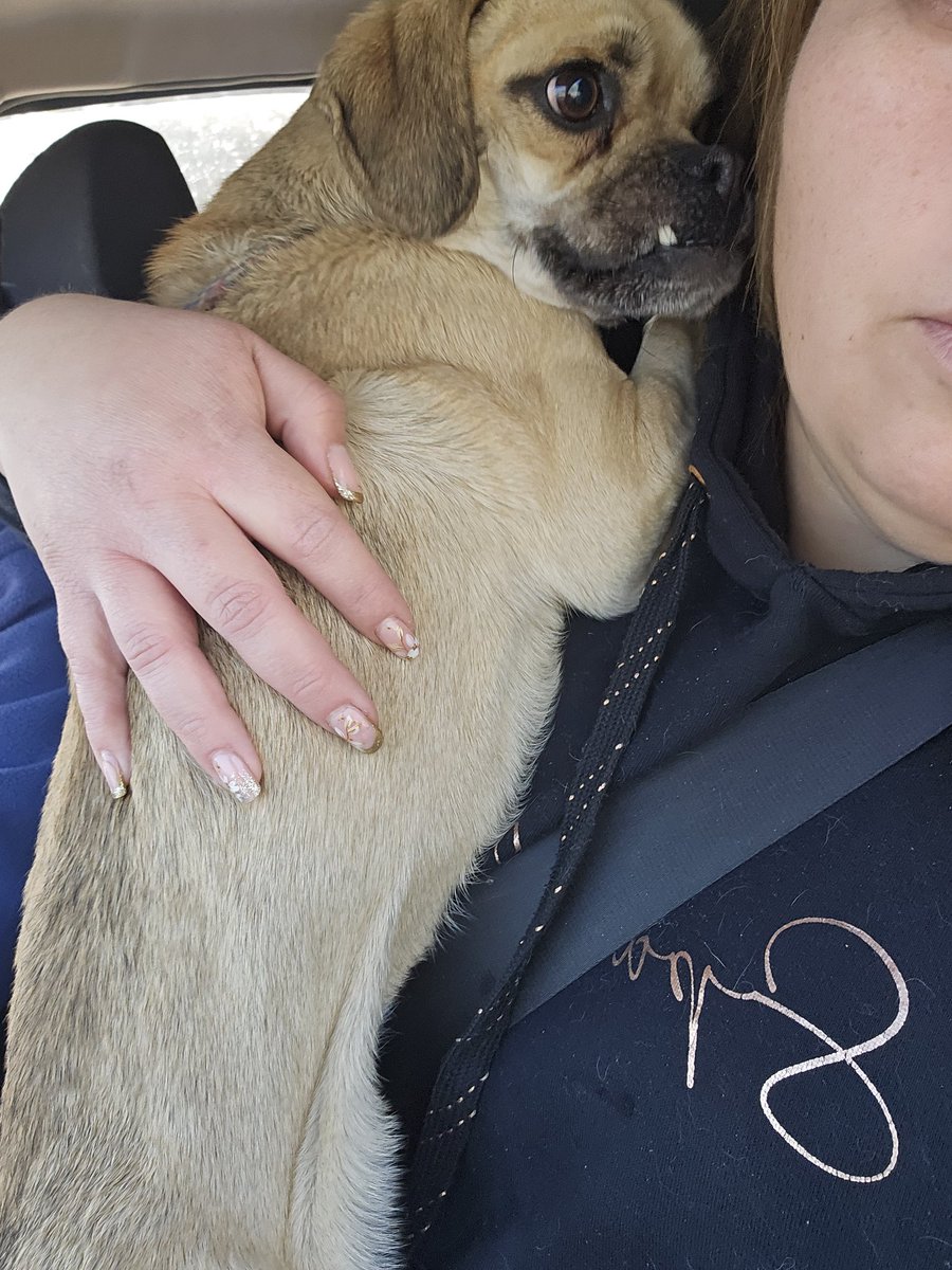 sol_palacios_m's tweet photo. Lo rescate hoy de la carretera viniendo a jornada de adopción😭estaba con una cuerda, me dijieron que ayer los un auto y nadie lo ayudo para variar, lo van a recibir en Quilicura pero me piden el saco y sus cosas💔🥺🙏
Solange Palacios
Banco estado
Cuenta rut
17376209-7 https://t.co/rgL1F1vKqm