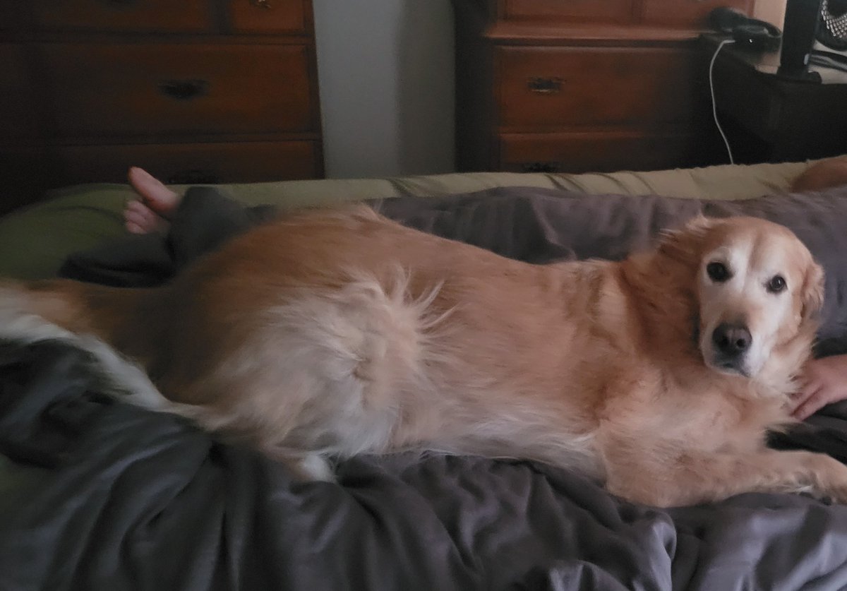 KraftyKharah's tweet photo. @TeamYouTube Hi, I've been the victim of a ransomware attack and this is my last ditch effort to get my youtube/gmail account restored, I've lost everything from business emails to wedding photos and am hoping you can help me out.

Please help or Murphy will be sad :( https://t.co/pq1wDLDOFO