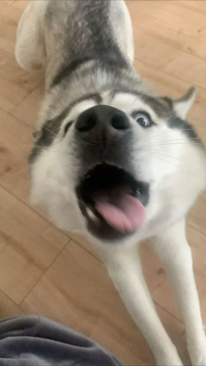 m3treexx's tweet photo. Procesando que me dijo que me quiere mientras Kiba está así? Hija que te hicieron https://t.co/jKrWSDkKkA