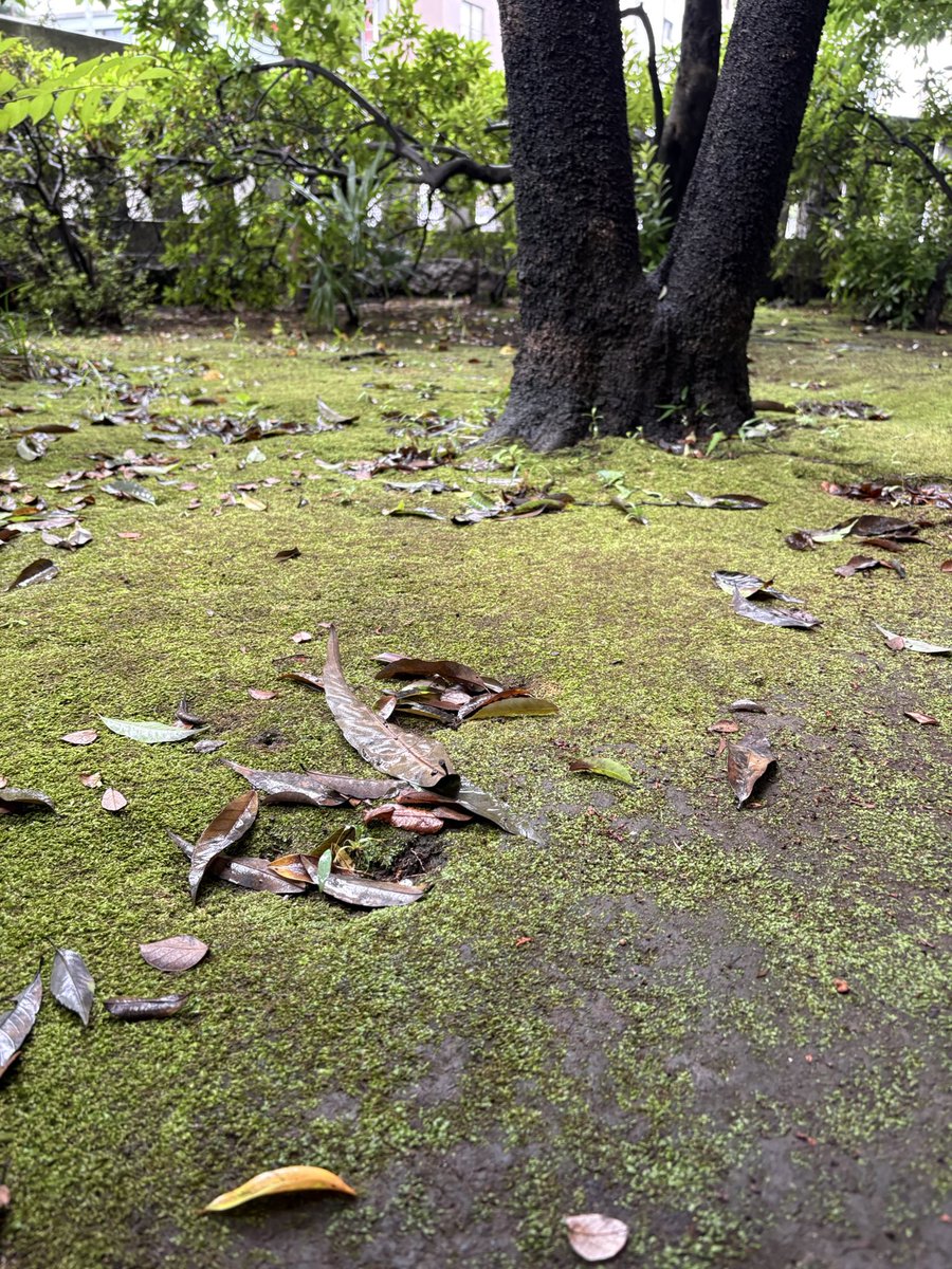 hinmi5's tweet photo. 苔が綺麗です。まだまだ梅雨を楽しもう☂️ https://t.co/JcYnvzGmJz