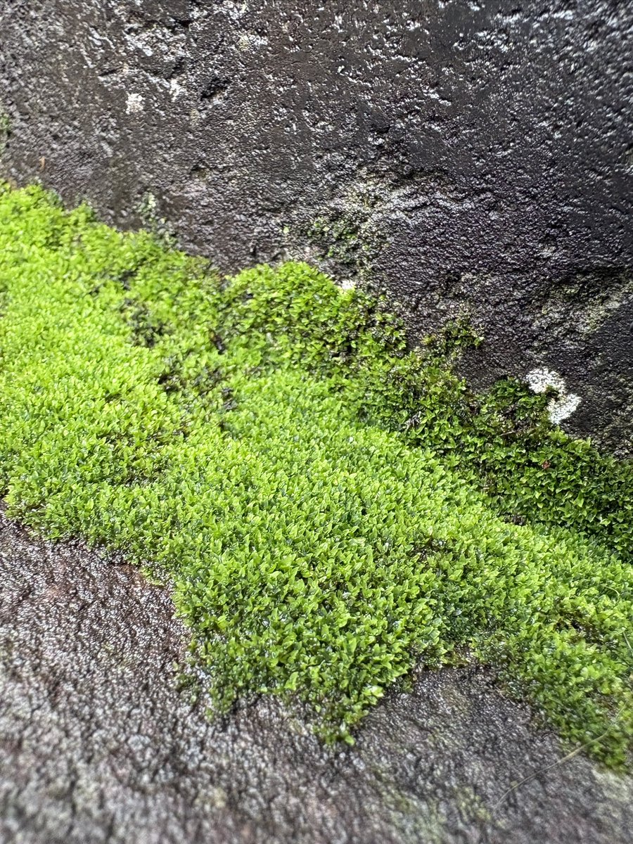hinmi5's tweet photo. 苔が綺麗です。まだまだ梅雨を楽しもう☂️ https://t.co/JcYnvzGmJz