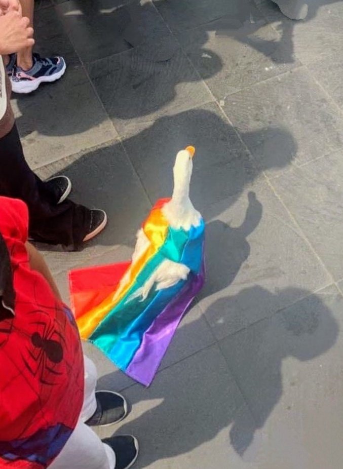 Eduardcdmx's tweet photo. Omg el pato LGBT 😍😝 https://t.co/7psAKEtxoJ