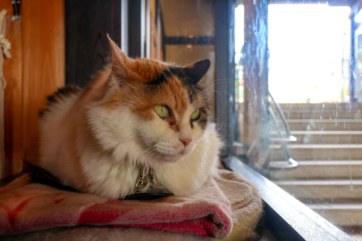 8wnpf's tweet photo. 🐱ねこ好きなら一度は行ってみたい…！

和歌山の「貴志駅」で、かわいいねこ駅長に会ってきた🚉
猫の顔をモチーフにした駅舎や、駅長室でのんびり過ごす姿に癒やされっぱなし…✨

📝詳しい内容はブログにて🐾
https://t.co/SYdtfLsRqJ

#和歌山 #貴志駅 #ねこ駅長 #国内旅行 #ブログ更新 https://t.co/t9EniBStue