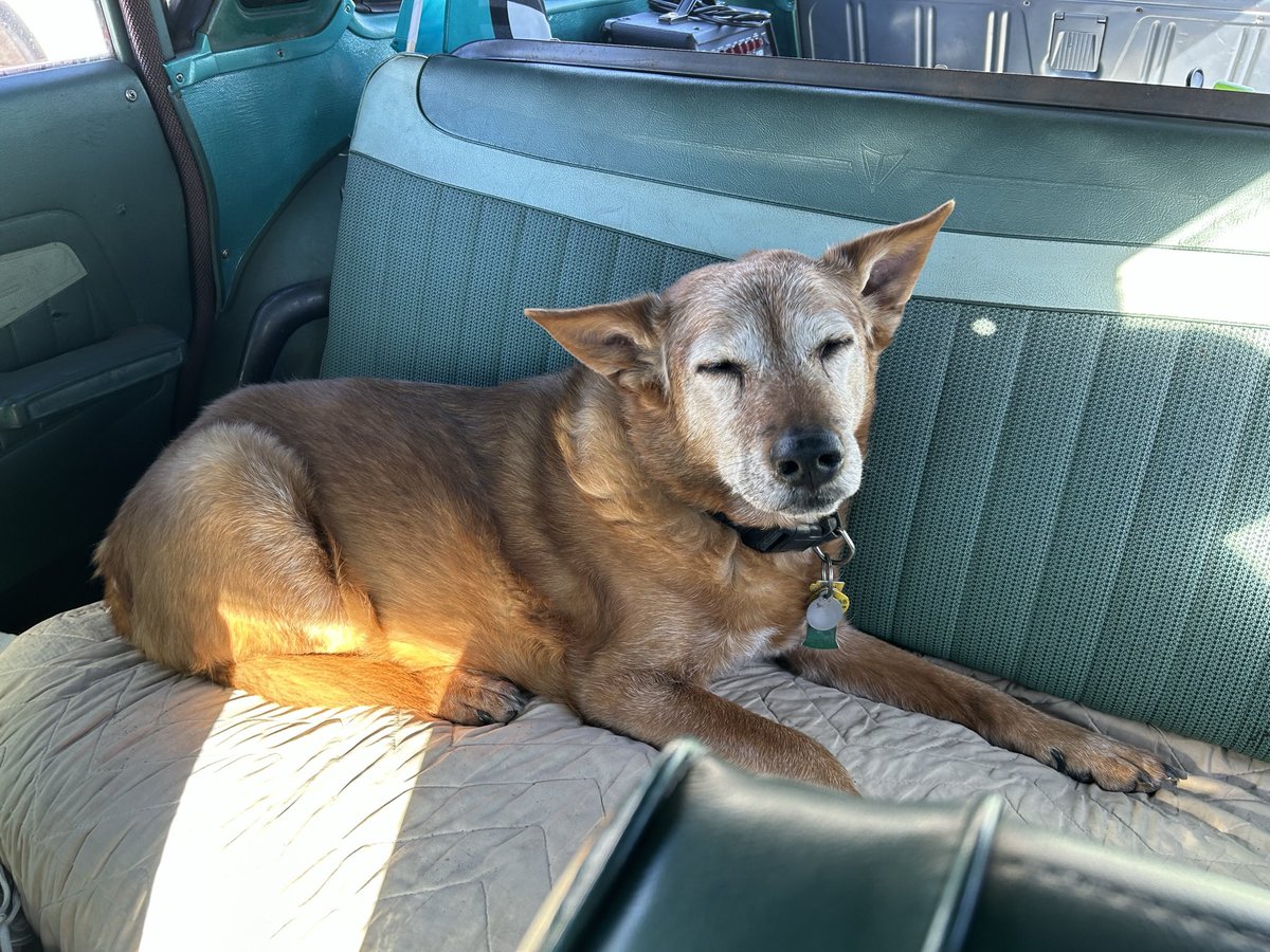 BIT1261's tweet photo. It was the second greatest honor of my life to spend all but 6 months of his 15 years on earth with this beautiful boy and to be his caretaker. 

He was the sweetest most gentle soul
And the most enthusiastic companion in our adventures. 

We were, are and will ever be soulmates.

Peace eternal Robbie Boy 2011 - 2026

I am wrecked