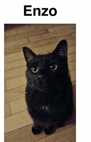 MeowMiya88's tweet photo. 📢🇺🇸🗽⏳️🚨🆘️💔😿Please RT to find Enzo #NYC #missingcat #lostcat #Queens #CatsOfTwitter #CatsOfX @HAPetRescuer https://t.co/VPHEDNbysY
