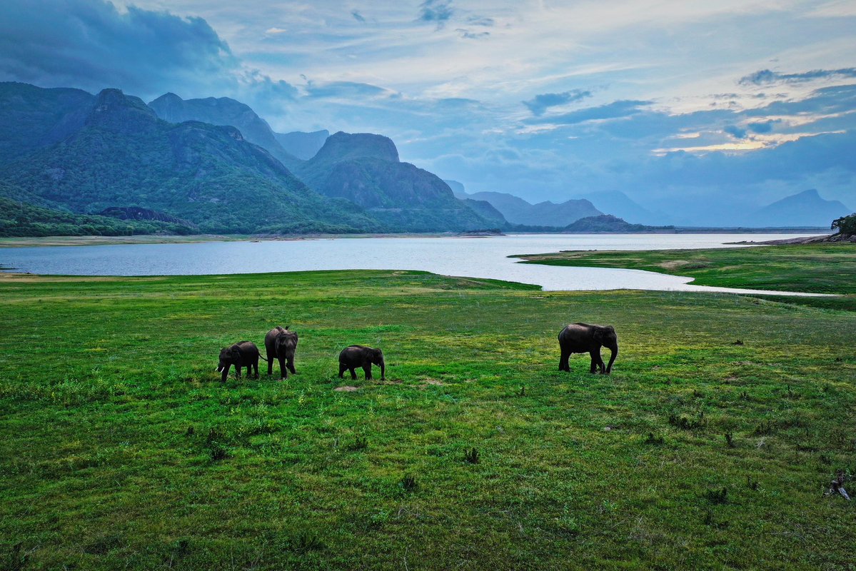 supriyasahuias's tweet photo. Somewhere in Tamil Nadu, the Western Ghats stand as a living masterpiece of biodiversity, where elephants thrive and nature reigns supreme. Truly a lifeline for life itself

Captured by @shanmughanandam #westernghats #biodiversity #elephants https://t.co/KgJH33WsBM