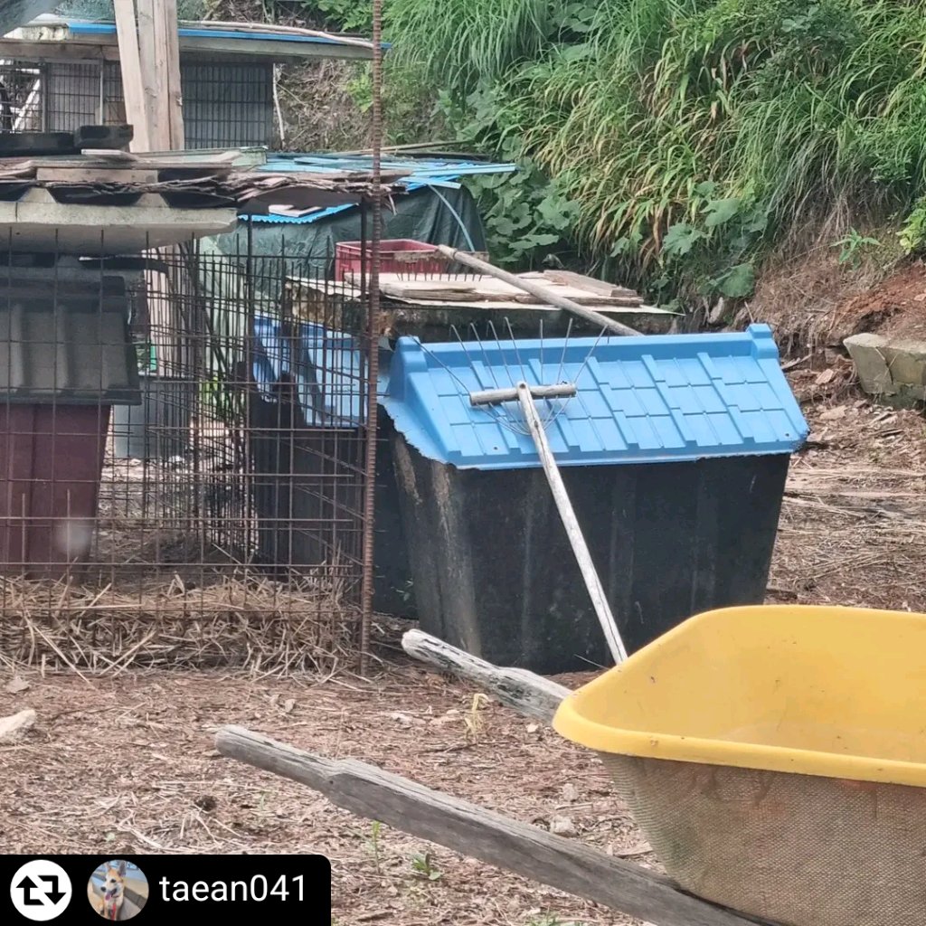 animalrtaccount's tweet photo. 복날 도살 예정 - 개도살자(개백정)가 키우는 애들입니다
ttlt1 카톡
임보,입양 등 구조에 도움주실수있는분의 연락 기다립니다
인스타 taean041에서 확인가능! https://t.co/kYuxNfRozy