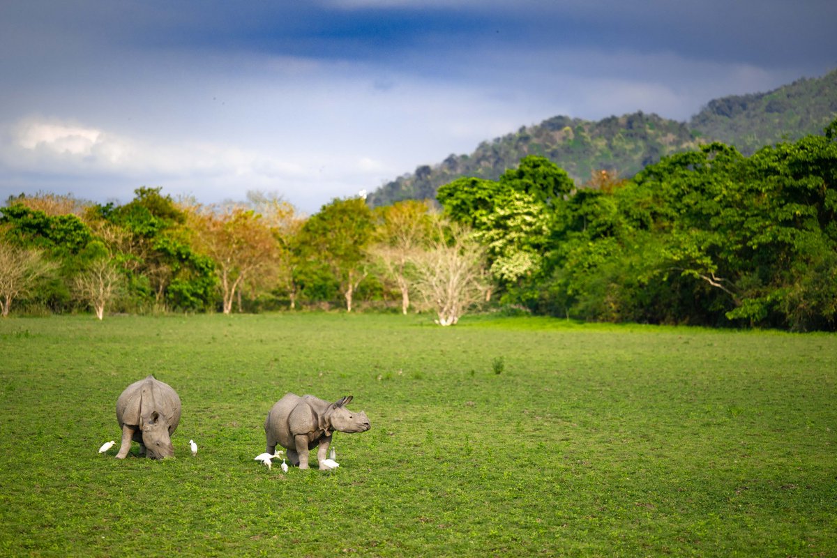 trikansh_sharma's tweet photo. Beauty of Kaziranga, Assam. https://t.co/dIwHQ2reEK