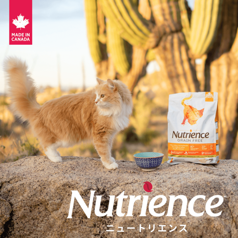 nyantashop's tweet photo. 【#ネットdeにゃっ展】
▶️出展企業紹介🐱
「Nutrienceニュートリエンス」プレビュー開始↓
https://t.co/KwpCjcJkE0

🐱カナダのペットフードメーカーNutrienceのプレミアムキャットフード
グレインフリー（穀物類不使用）

🐱大切な家族の犬と猫に、安心できるごはんを🥣
カナダの大自然から生まれたペットフードです。
「身体をつくるものだから、ちゃんと選びたい」
そんな飼い主さんのためのごはんです🐾

  🐱  この商品はAAFCO制定の全てのライフステージのキャットフード栄養基準を満たしています。
  BHA, BHT, エトキシキンなどの人工酸化防止剤は使用していません。

🉐【メーカーより送料無料でお届け】
 「Nutrience」の商品はメーカーより送料無料で宅配便にて直送となります。 特に2.5kg袋については、特別！ネットdeにゃっ展でのみ送料無料でお届けいただけることになりましたので、この機会にぜひっ！ご利用ください。

🎁【ネットdeにゃっ展でお買い物いただいた方へ全員に！2種のサンプルをプレゼント協賛！】

❤️販売商品2種❤️　2.5kg / 5kg

▶️グレインフリー  ターキー,チキン＆ヘリング：
新鮮なターキー、���キン、ヘリング（ニシン）を使ったレシピです。

▶️グレインフリー  ターキー,チキン＆ダック　インドア：
新鮮なターキー、チキン、ダックを使い、室内飼いや肥満気味の愛猫のために栄養バランスを調整しています。

🐱Nutrienceはカナダの大自然に育まれた新鮮な食材を衛生管理の認証を受けた施設で加工するキャットフードメーカーです。

Rolf C. Hagen氏のファミリービジネスとして1955年に創業し、 完璧な品質管理を志向するカナダのブリティッシュコロンビア州に所在する自社工場で製造されたプレミアムなペットフードとして、世界各国の愛犬家・愛猫家に、半世紀以上にわたって愛され続けています。 

ニュートリエンスというブランドは、栄養（Nutrition）に由来します。
私たちの大切なパートナーであるペットの成長において、 活���的なライフスタイルに必要な栄養素を提供したいという 私たちの意思を表したものです。

フードボールに盛られた���ュートリエンスフードは、あなたの大切なペットを健全に育みます。
ニュートリエンスで育つ犬猫は、愛すべき健康な犬猫たちなのです。

@nutrience_jp 

#期間中に何度お買い物をしても全て同梱でお届けで送料もお得にゃっ!
#お買い物をするとオマケもいっぱいつくにゃっ!
#Nutrience様サンプル協賛
#はごろもフーズ様サンプル協賛
#無一物®舌福®プレゼント
#クリロン化成様サンプル協賛
#うんちが臭わない袋BOS®プレゼント
#レンジでおいしい袋モフ®プレゼント