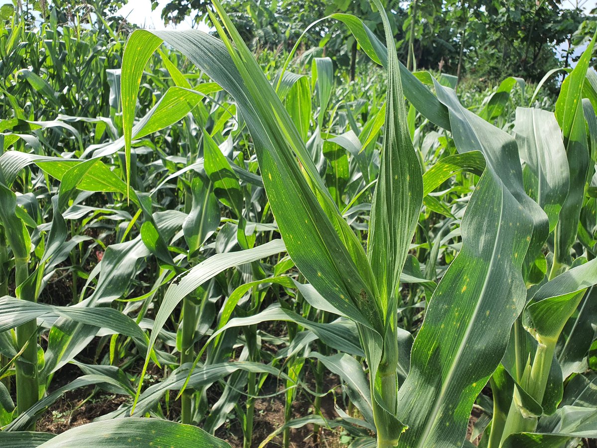 adipurwa74's tweet photo. Selamat pagi, buat kamu yang menanam jagung, ada kah yang tanamannya tidak mengeluarkan bunga nya? Atau keluar bunga tapi ga banyak. Tanaman kdg jadi kerdil. Kami menyebutnya bundel. Atau juga bisa disebut #shootfly. Ini hama bisa membuat produktivitas turun.
#hamabundeljagung https://t.co/EoueCckgu1