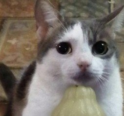 ninihvs's tweet photo. Me incomodan las heterosexuales diciéndole "daddy" o cosas así a 🐰, neta no me creo como hay gente que lo ve como alfa preñador 3mil o esas cosas, me he incomodado por favor déjenos a mi omega y a mí solos https://t.co/0NFYMQqrio